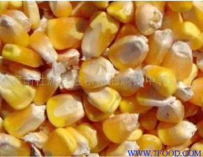 玉米麸皮次粉鱼粉菜粕棉粕浓缩料市场求购动态一览